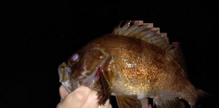 春らしい強烈な引き