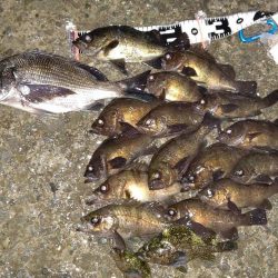 メバルの数釣り