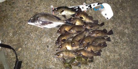 メバルの数釣り