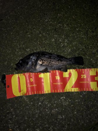 チーバスとクロソイ