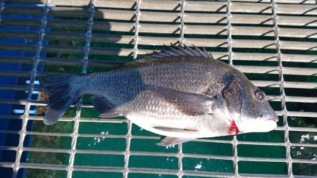 ライトカゴ釣りでチヌ47cm