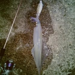 ヤリイカ2時間釣果