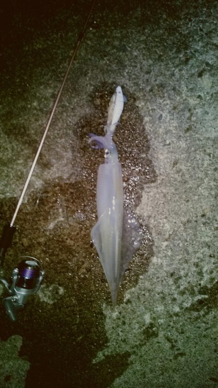 ヤリイカ2時間釣果