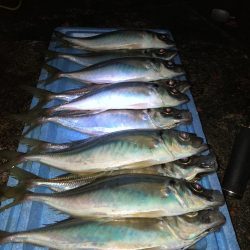 良型アジ回ってます！