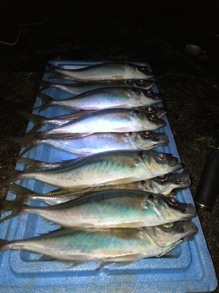 良型アジ回ってます！