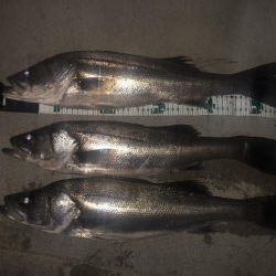 バチバチシーバス