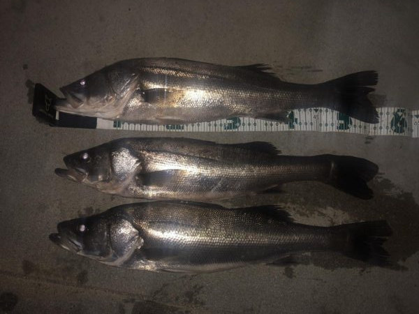 バチバチシーバス