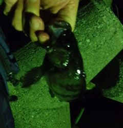 フロートでメバル