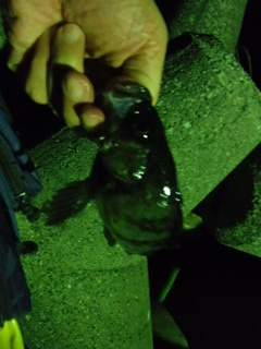 フロートでメバル