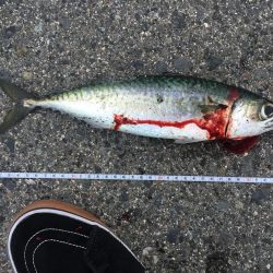 大サバはケーソンだけじゃない