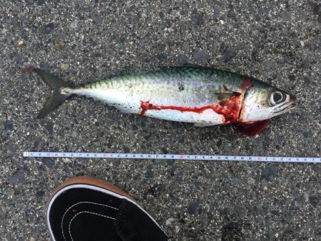 大サバはケーソンだけじゃない