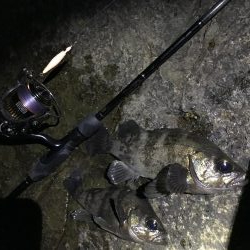 シャロー場メバルプラッキング