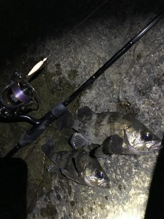 シャロー場メバルプラッキング