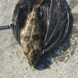 青物いなくなったし