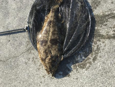 青物いなくなったし