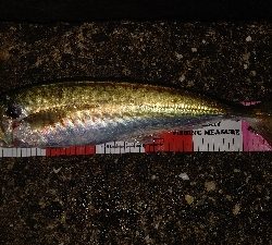 久しぶりの尺アジ&良型メバル