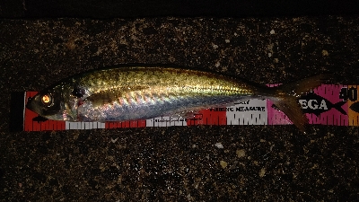 久しぶりの尺アジ&良型メバル