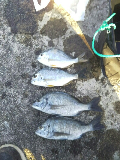 棒うきでふかせ釣り