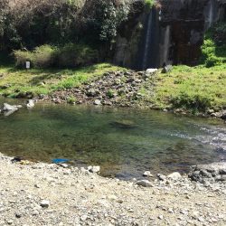 久々の水無瀬川・尺代アマゴ・マス釣り場