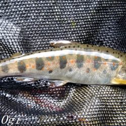 先行者多数の揖保川支流