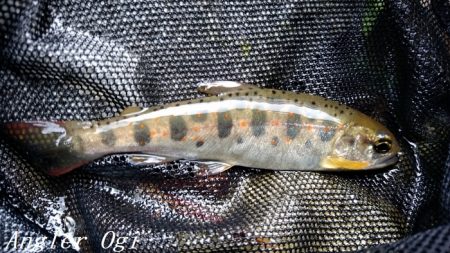 先行者多数の揖保川支流