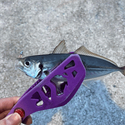 瀬戸内の島アジング（2020-2)