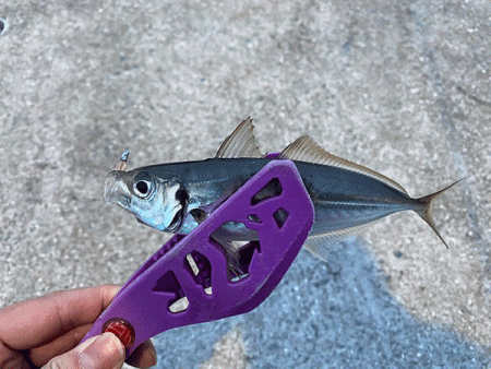 瀬戸内の島アジング（2020-2)