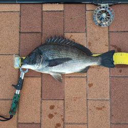 夕マズ狙いで　～辰巳橋～