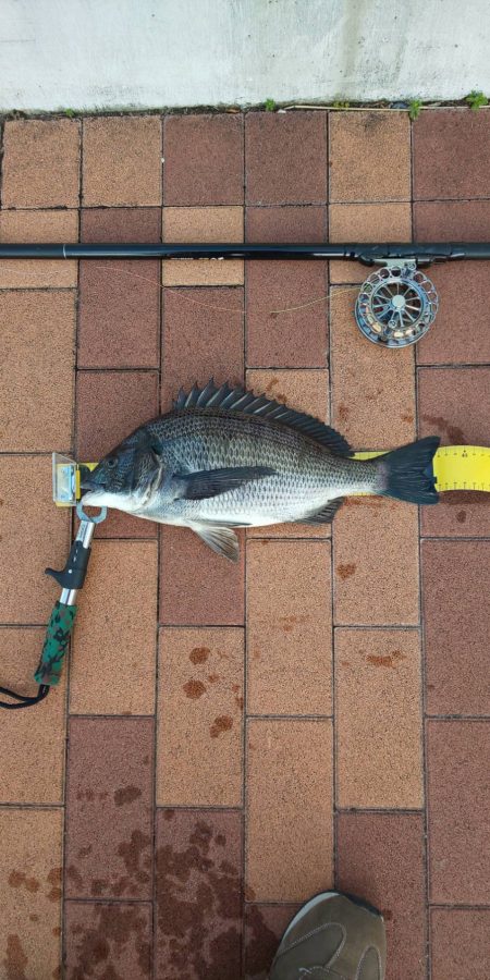 夕マズ狙いで　～辰巳橋～