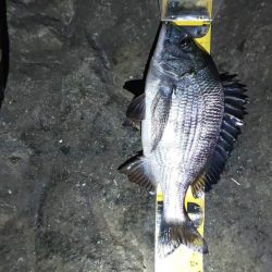 久々の夜釣り　～若洲海浜公園～