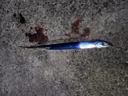 タチウオの当たりわかんねん^^*