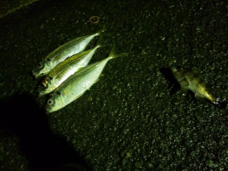 尺アジまわってます！