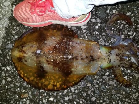 あと少しで(-_-;)