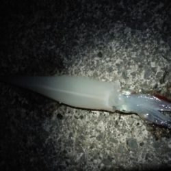 やっぱりイカnight！