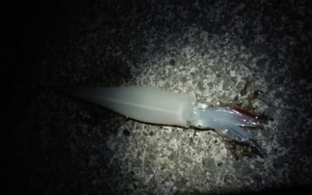 やっぱりイカnight！