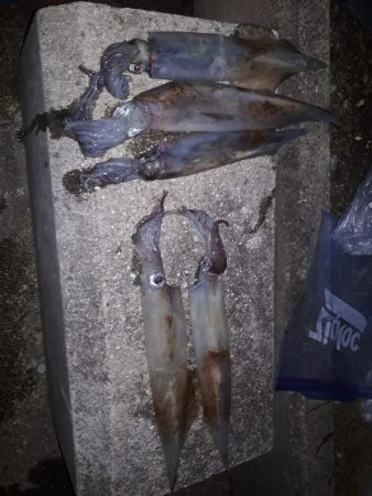 ヤリイカエギング