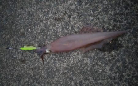 やっぱりイカnight！2