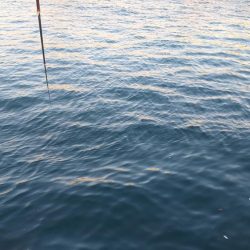 でました!年無し52cmチヌさま