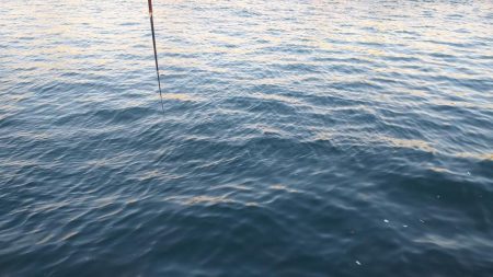 でました!年無し52cmチヌさま