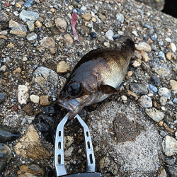 二見メバリング(2020-7)