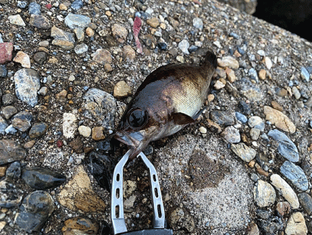 二見メバリング(2020-7)