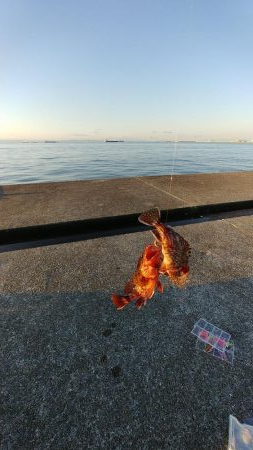 アラカブ(ガシラ)天国