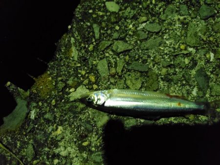 アジングin田ノ浦