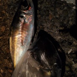 アジングとメバリング