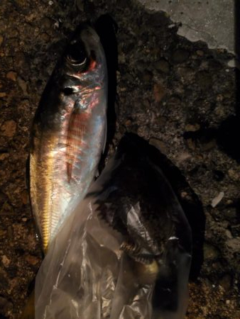 アジングとメバリング