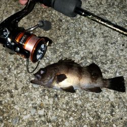 サビキで泣き尺