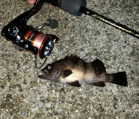 サビキで泣き尺