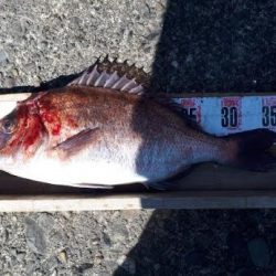 めで鯛!! ゴッチョー☆ 釣り日和でした^^b