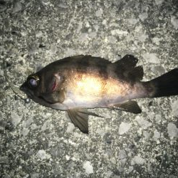 連日メバリング