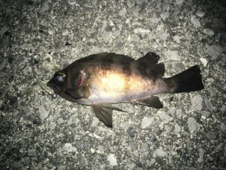 連日メバリング